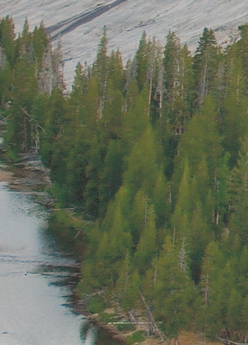 Pines image: soft proofed for the Epson 2200, Enhanced Matte